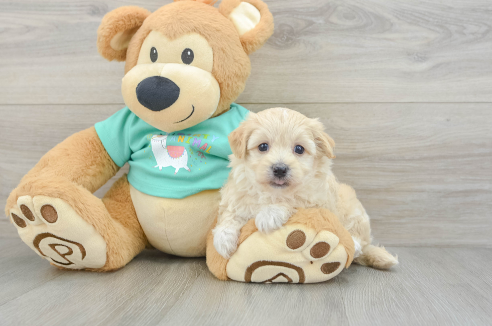 7 week old Maltipoo Puppy For Sale - Puppy Love PR