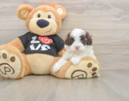 8 week old Maltipoo Puppy For Sale - Puppy Love PR