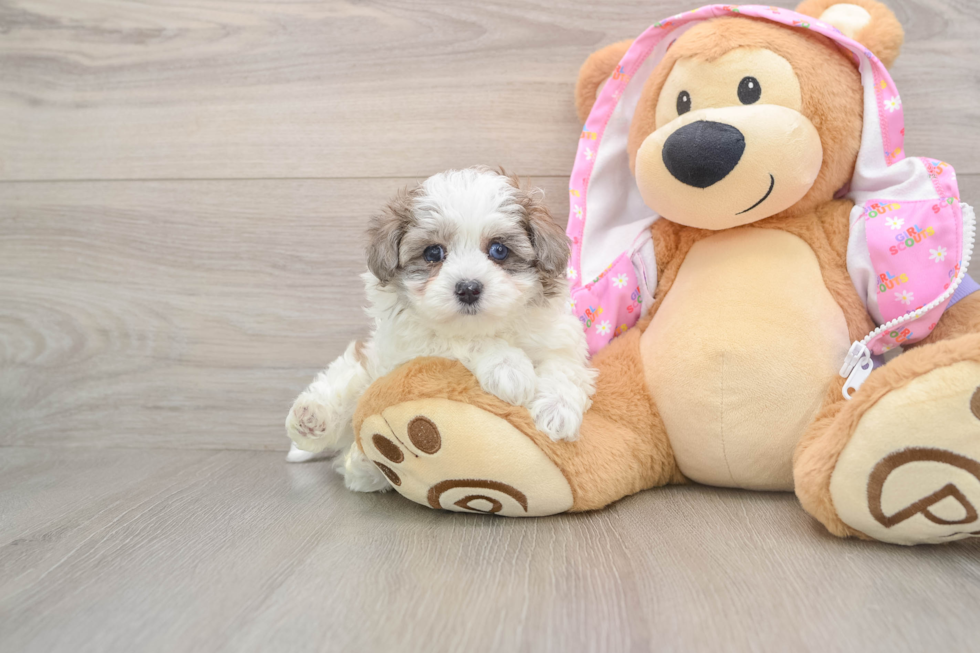 Petite Maltipoo Poodle Mix Pup