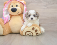 9 week old Maltipoo Puppy For Sale - Puppy Love PR