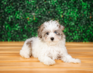 10 week old Maltipoo Puppy For Sale - Puppy Love PR