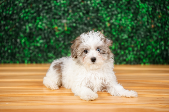 Maltipoo Pup Being Cute