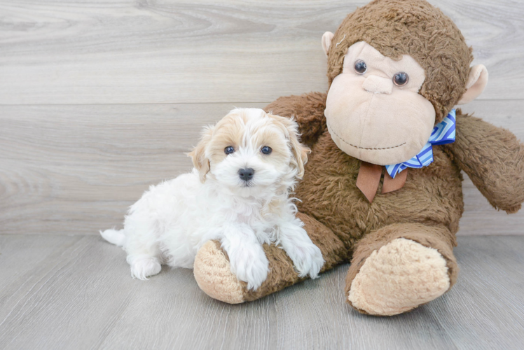 Cute Maltipoo Poodle Mix Pup