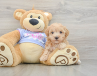 9 week old Maltipoo Puppy For Sale - Puppy Love PR