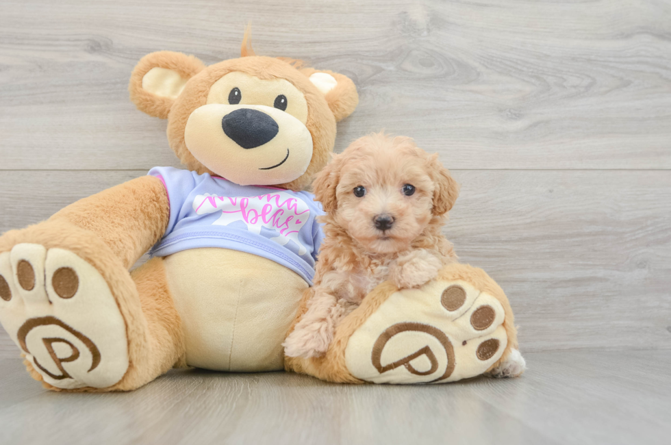 5 week old Maltipoo Puppy For Sale - Puppy Love PR