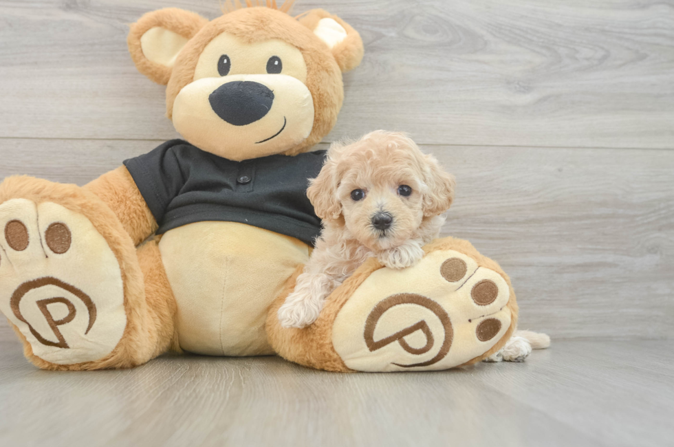 6 week old Maltipoo Puppy For Sale - Puppy Love PR