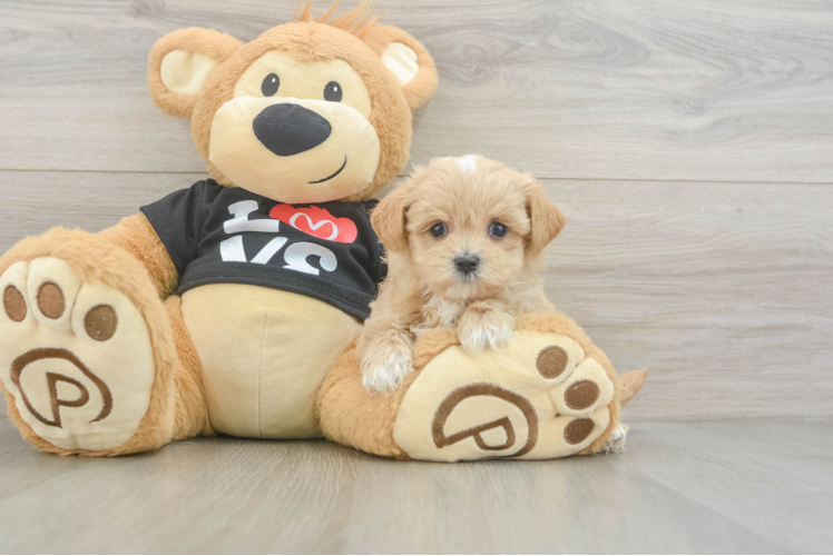 Maltipoo Pup Being Cute