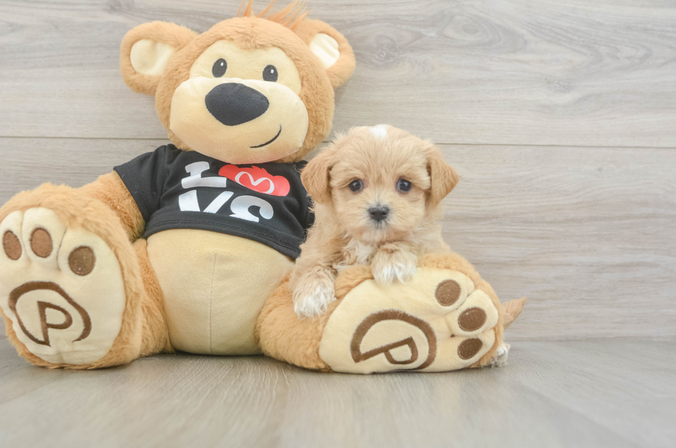 5 week old Maltipoo Puppy For Sale - Puppy Love PR
