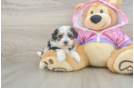 Maltipoo Puppy for Adoption