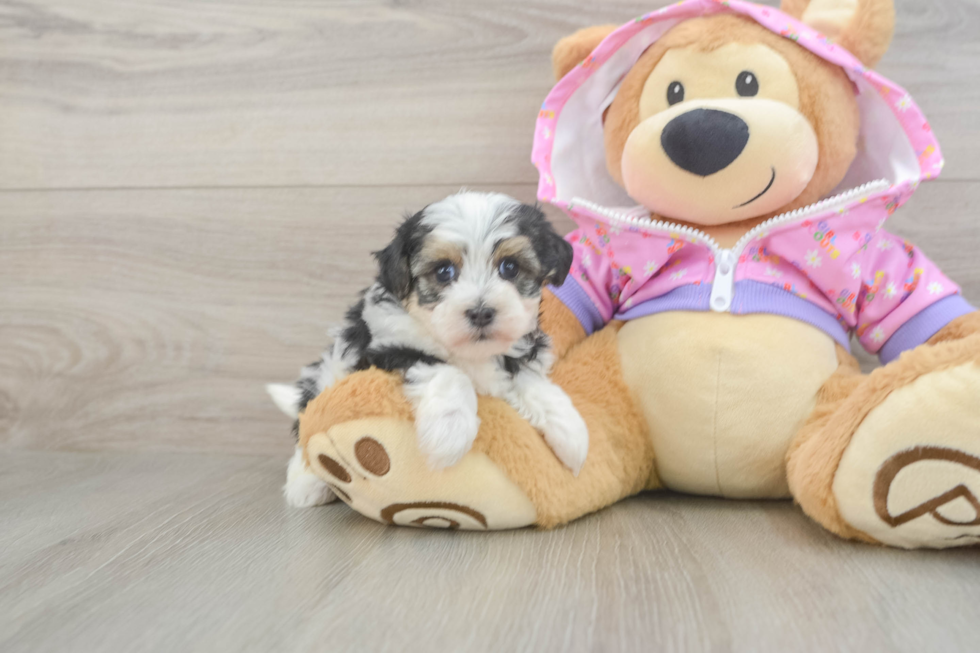 Maltipoo Puppy for Adoption