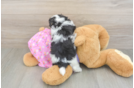 Funny Maltipoo Poodle Mix Pup