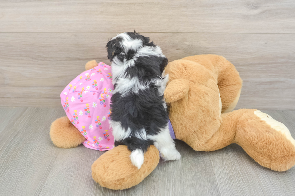 Funny Maltipoo Poodle Mix Pup