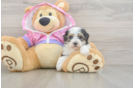 Smart Maltipoo Poodle Mix Pup