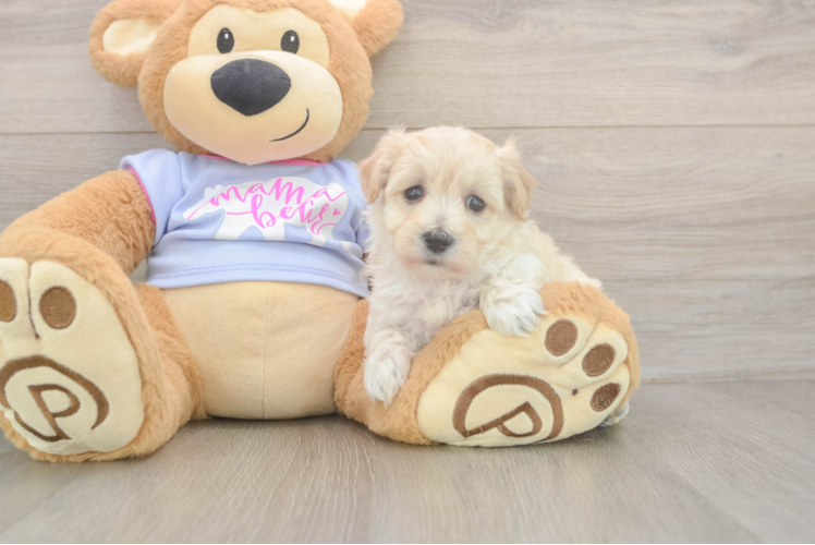 Fluffy Maltipoo Poodle Mix Pup