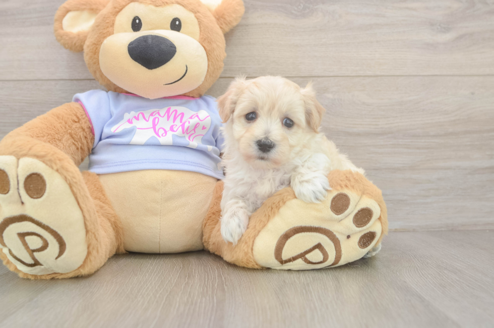 5 week old Maltipoo Puppy For Sale - Puppy Love PR