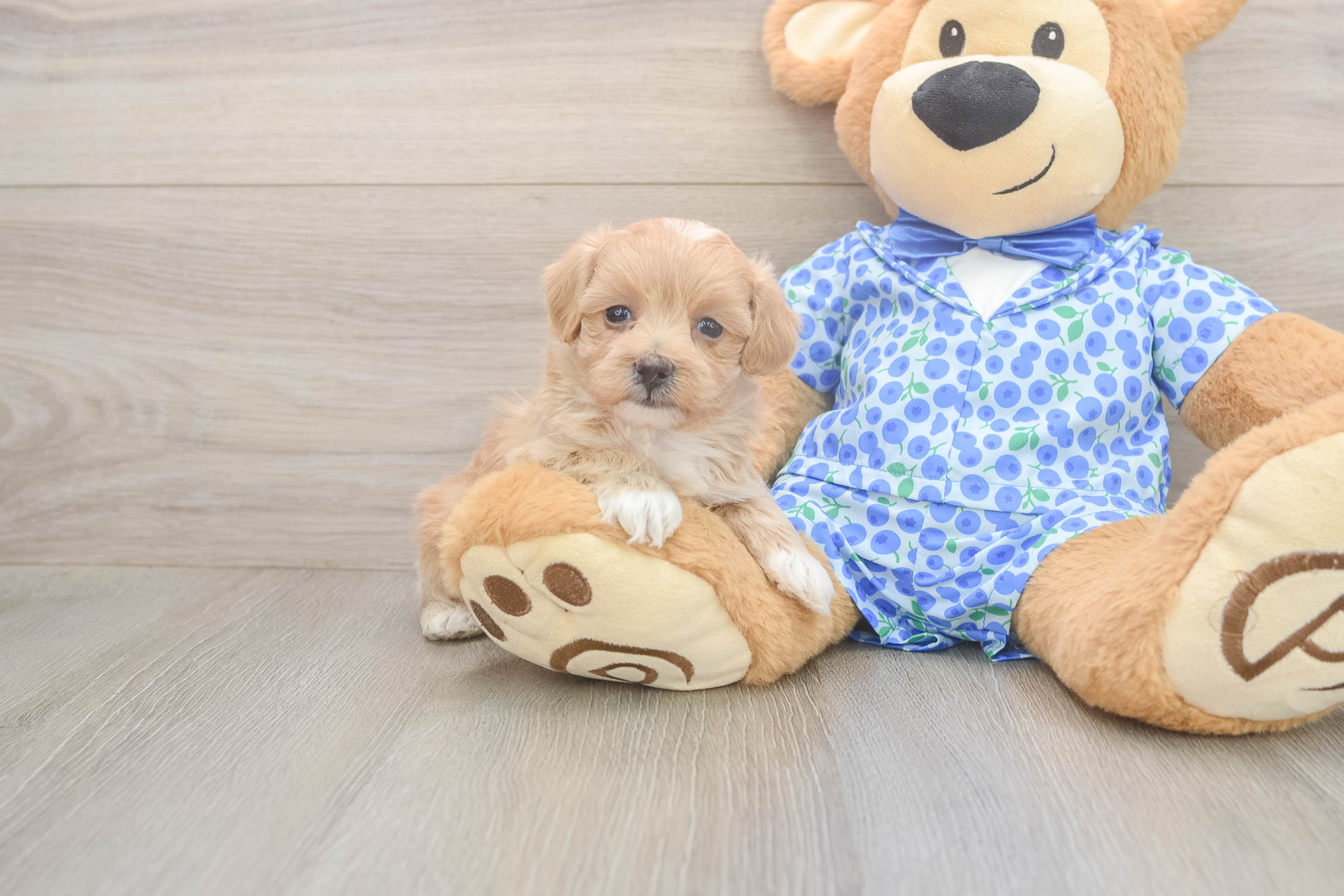 Popular Maltipoo Poodle Mix Pup