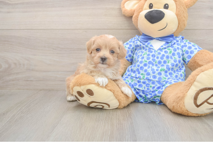 Popular Maltipoo Poodle Mix Pup