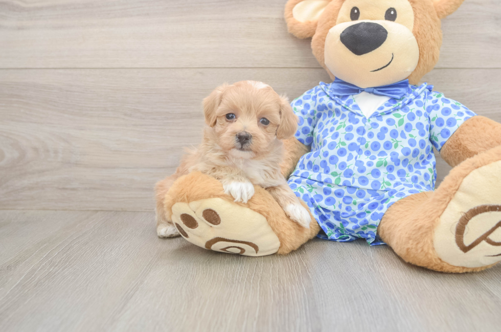 5 week old Maltipoo Puppy For Sale - Puppy Love PR