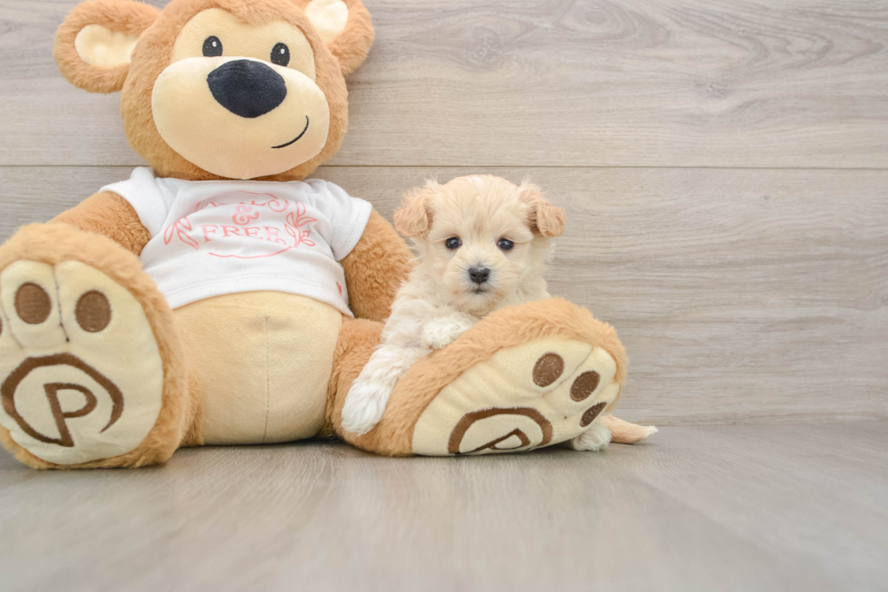 Friendly Maltipoo Baby