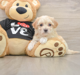 8 week old Maltipoo Puppy For Sale - Puppy Love PR