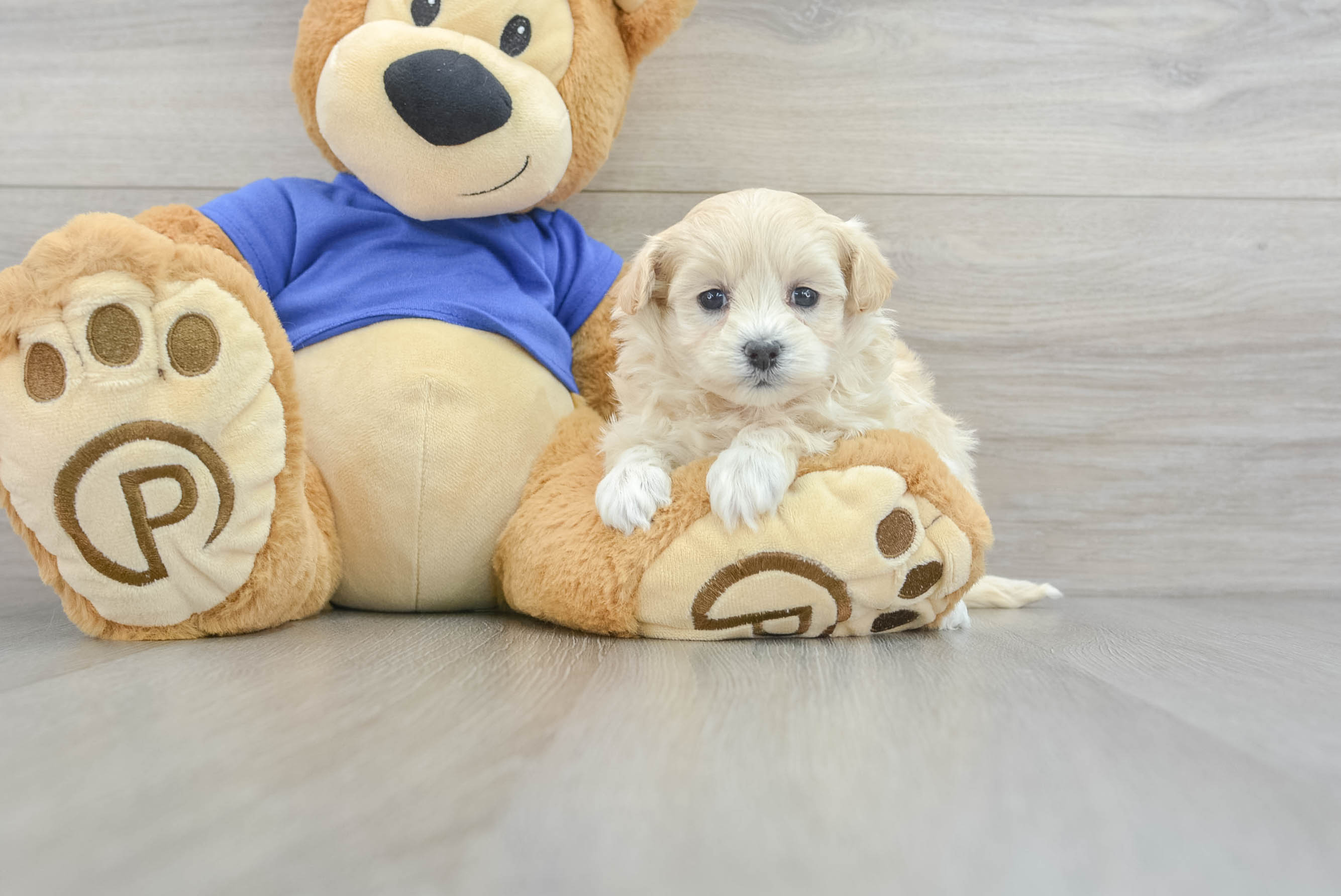 Maltipoo Pup Being Cute