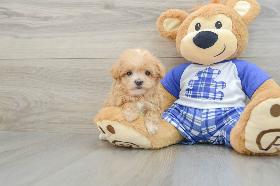 8 week old Maltipoo Puppy For Sale - Puppy Love PR