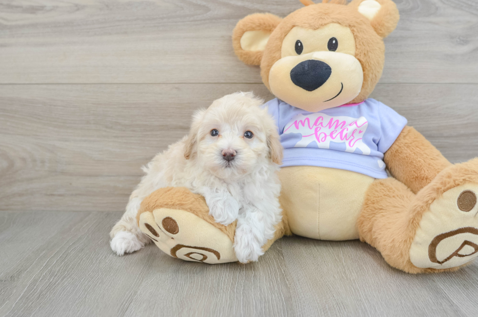 5 week old Maltipoo Puppy For Sale - Puppy Love PR