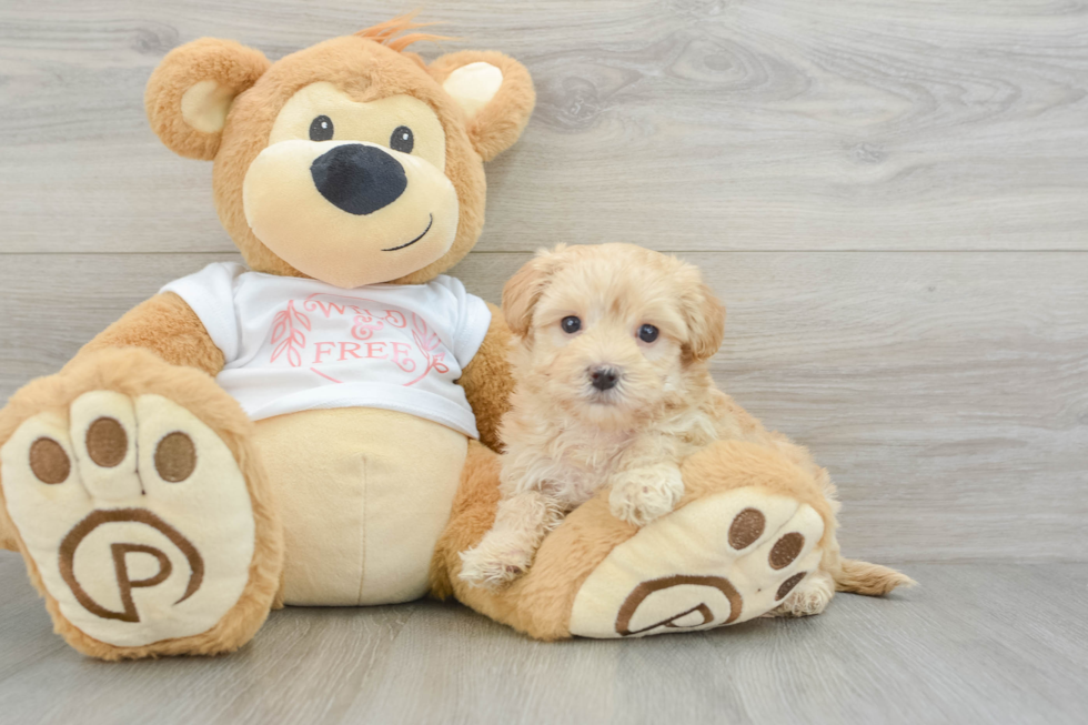 Best Maltipoo Baby