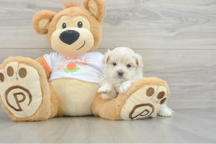 Playful Moodle Poodle Mix Puppy