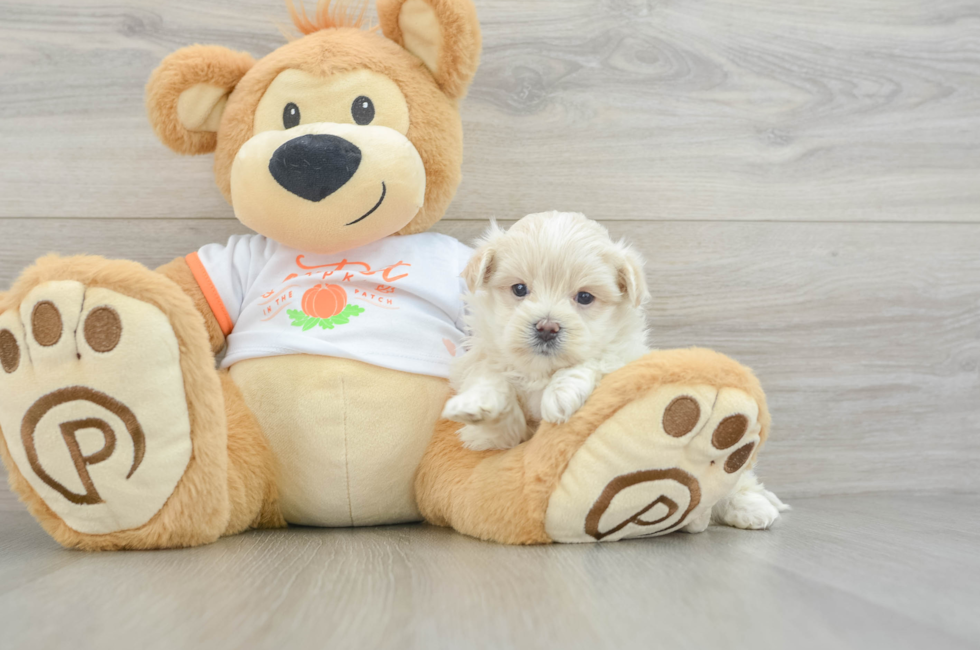 7 week old Maltipoo Puppy For Sale - Puppy Love PR