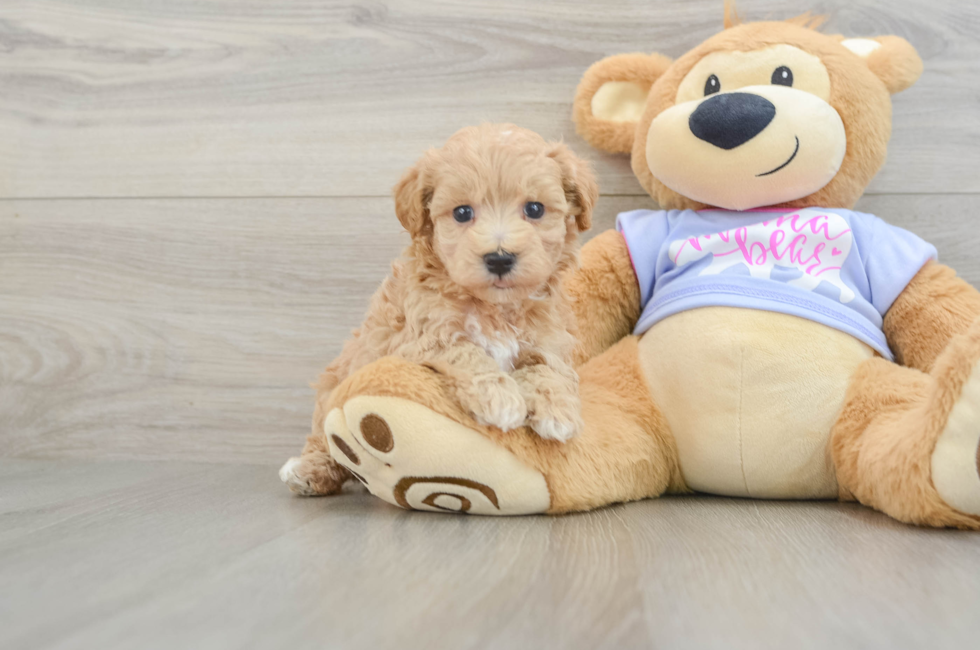 5 week old Maltipoo Puppy For Sale - Puppy Love PR
