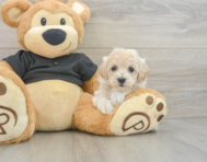 8 week old Maltipoo Puppy For Sale - Puppy Love PR