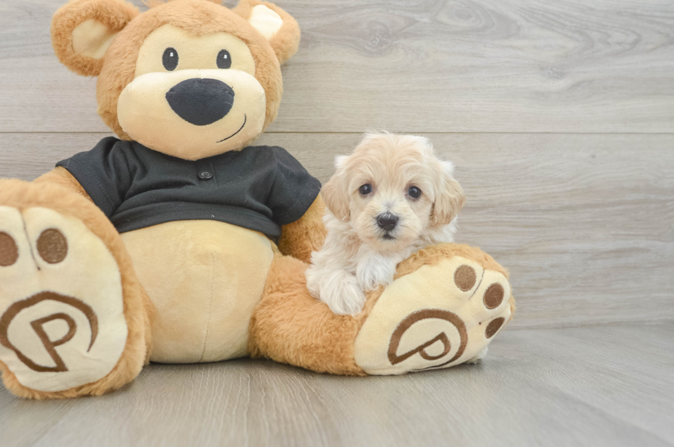 6 week old Maltipoo Puppy For Sale - Puppy Love PR