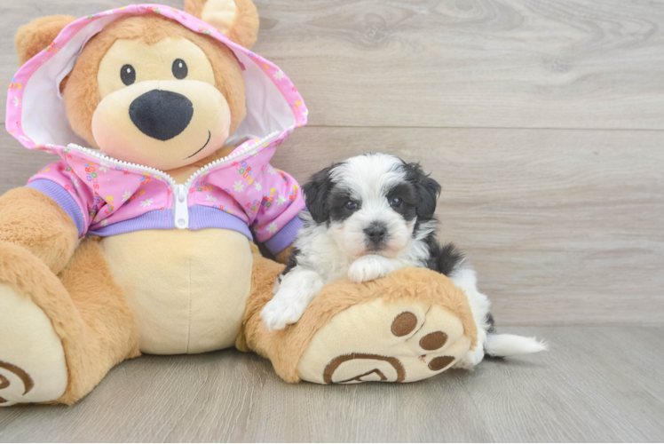 Maltipoo Pup Being Cute