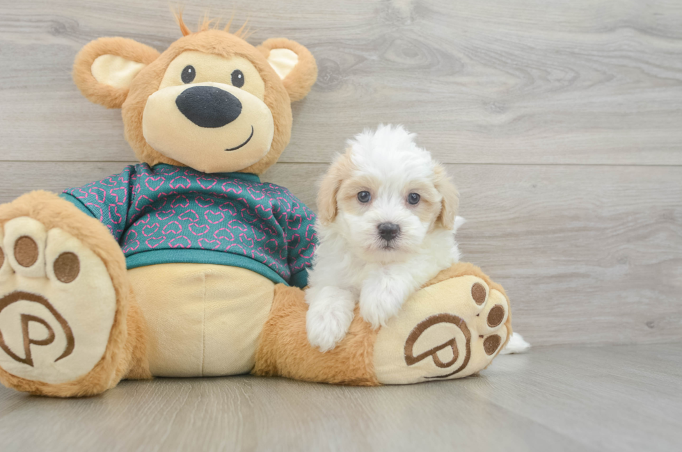5 week old Maltipoo Puppy For Sale - Puppy Love PR