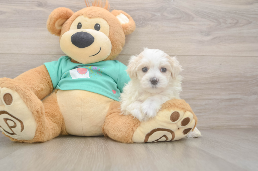 5 week old Maltipoo Puppy For Sale - Puppy Love PR