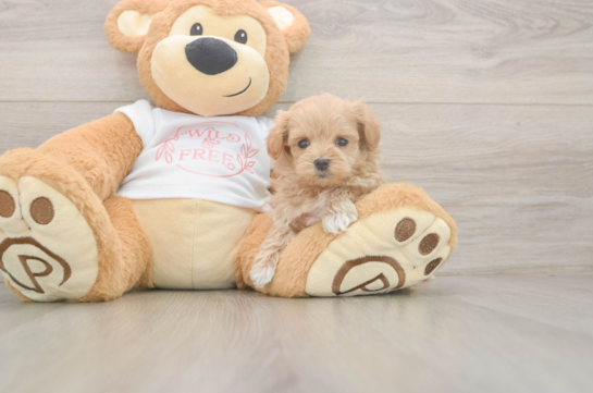 Happy Maltipoo Baby
