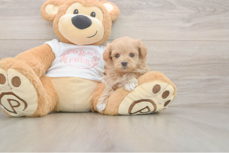 Meet Oatly - our Maltipoo Puppy Photo 1/3 - Puppy Love PR Happy Maltipoo Baby