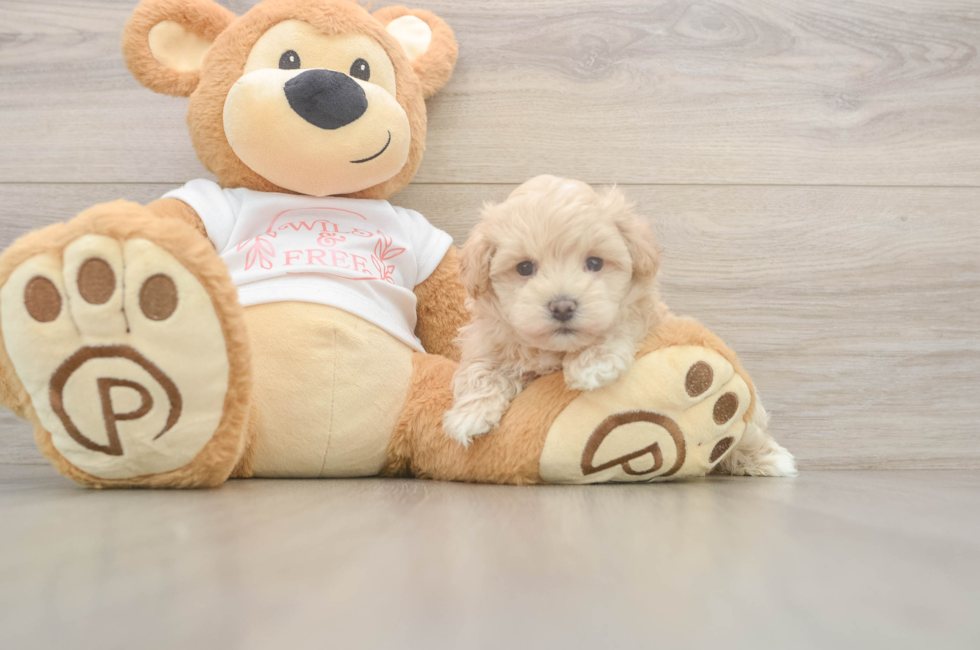 5 week old Maltipoo Puppy For Sale - Puppy Love PR