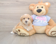 8 week old Maltipoo Puppy For Sale - Puppy Love PR