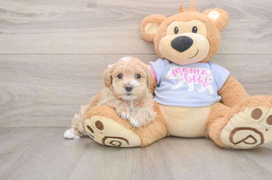 Playful Maltidoodle Poodle Mix Puppy