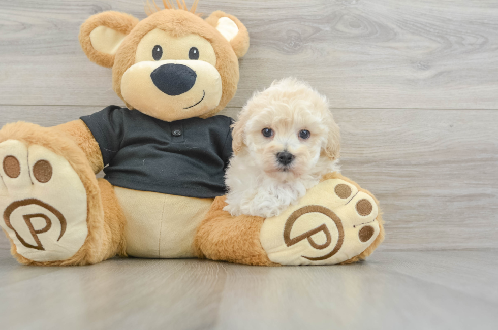 6 week old Maltipoo Puppy For Sale - Puppy Love PR