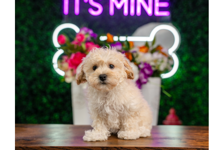 Maltipoo Pup Being Cute