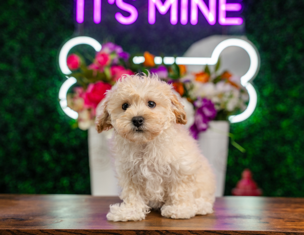 Maltipoo Pup Being Cute