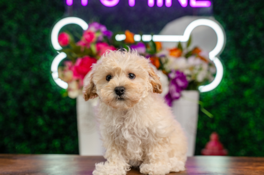 Maltipoo Pup Being Cute