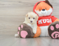 7 week old Maltipoo Puppy For Sale - Puppy Love PR