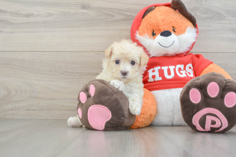 7 week old Maltipoo Puppy For Sale - Puppy Love PR