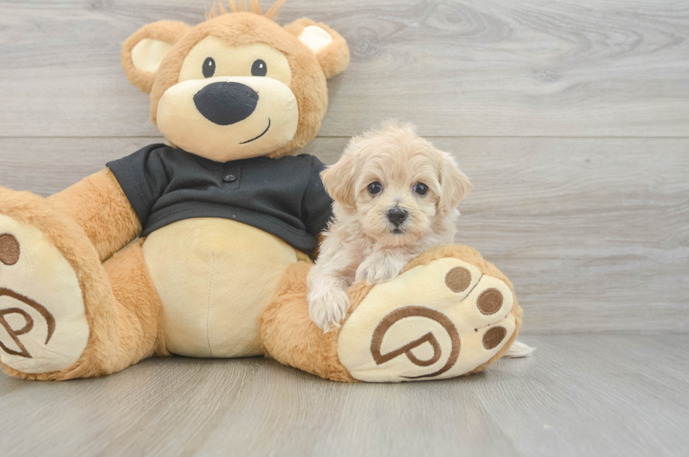 6 week old Maltipoo Puppy For Sale - Puppy Love PR
