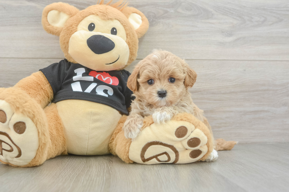 5 week old Maltipoo Puppy For Sale - Puppy Love PR