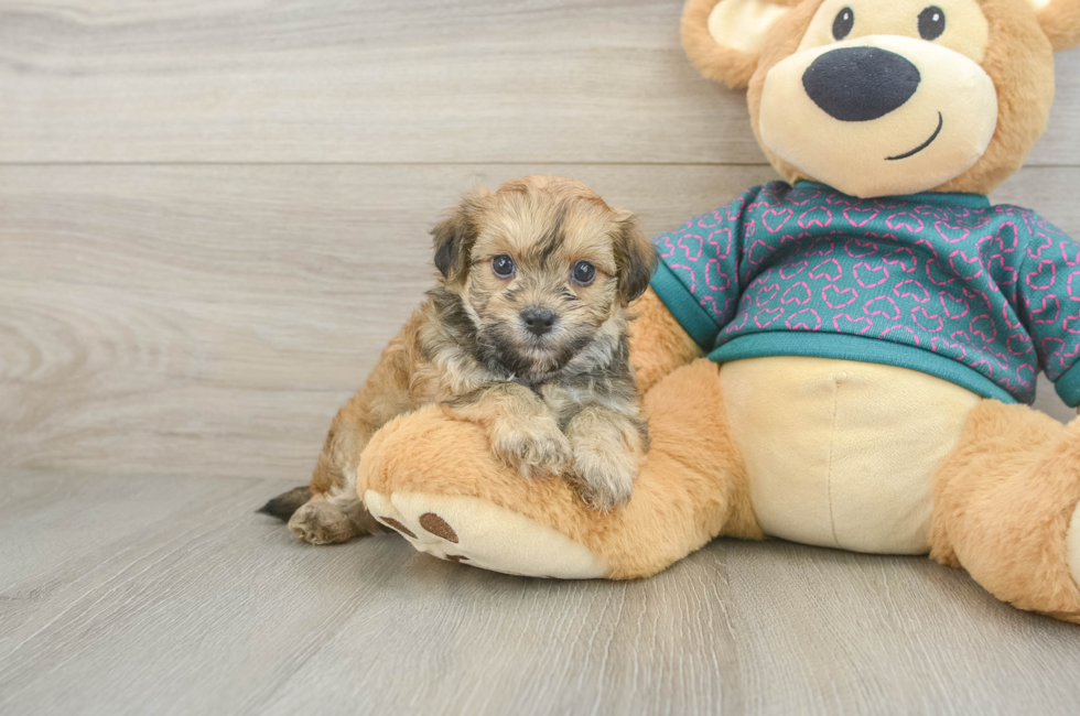 5 week old Maltipoo Puppy For Sale - Puppy Love PR